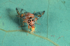 Ceratitis caetrata