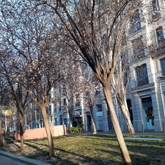 Prunus