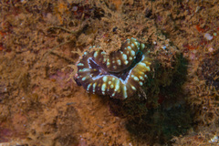 Acanthastrea pachysepta