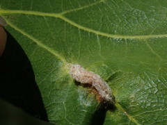 Macrodiplosis niveipila