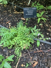 Polemonium caeruleum yezoense