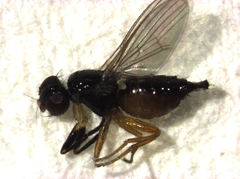 Protopiophila australis