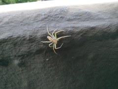 Philodromus