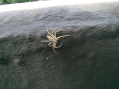 Philodromus