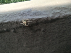 Philodromus