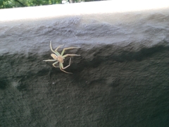 Philodromus