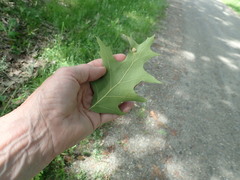 Macrodiplosis niveipila