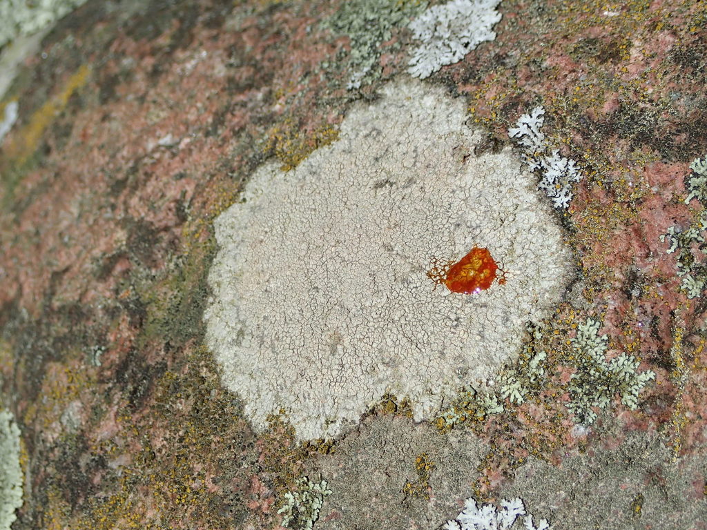 cinder lichen
