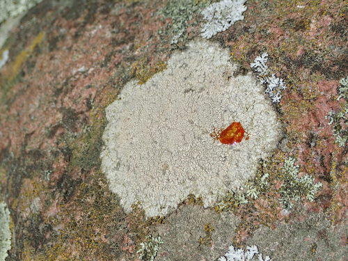 Aspicilia cinerea (L.) Körb.