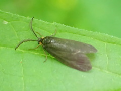 Acoloithus falsarius
