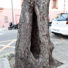 Schinus molle