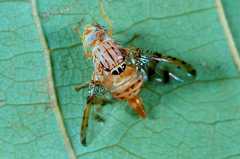 Ceratitis contramedia