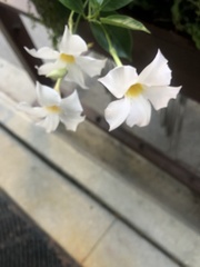 Mandevilla