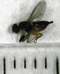 Protopiophila australis