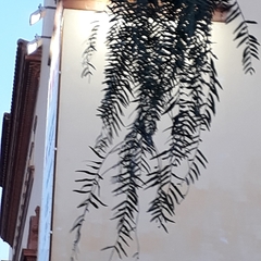 Schinus molle