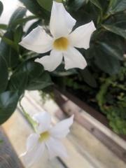 Mandevilla