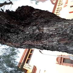 Schinus molle