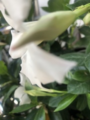 Mandevilla