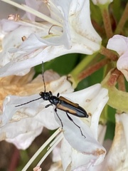 Strangalepta abbreviata