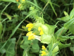 Rhinanthus minor