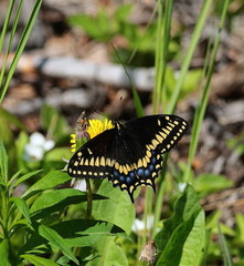 Papilio brevicauda