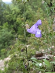 Salvia ringens