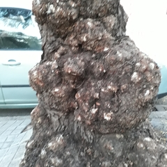 Schinus molle