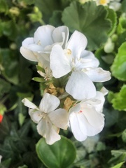 Magnoliopsida