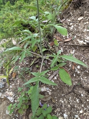 Salvia ringens