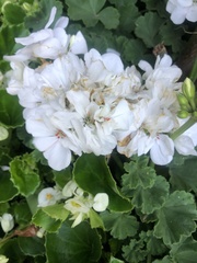 Magnoliopsida