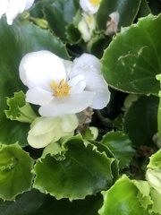 Magnoliopsida
