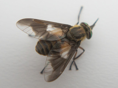 Chrysops frigidus