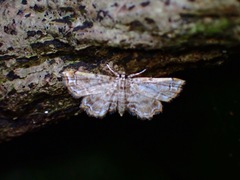 Musotiminae