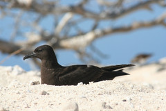 Christmas Shearwater photo 2