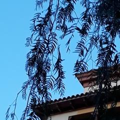 Schinus molle