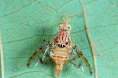 Ceratitis contramedia