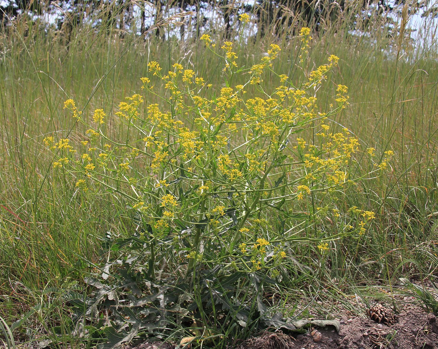 Rapistrum perenne