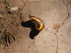 Precis tugela tugela