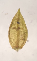 Platylomella lescurii