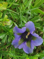 Gentiana acaulis
