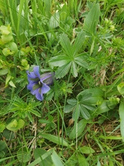 Gentiana acaulis