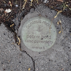 Schinus molle