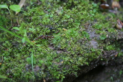 Anthoceros agrestis