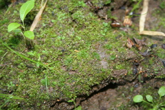 Anthoceros agrestis