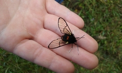 Dasysphinx semicincta