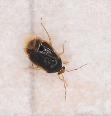 Monalocoris filicis