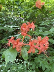 Rhododendron cumberlandense