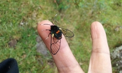 Dasysphinx semicincta