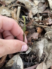 Triphora gentianoides