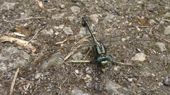 Gomphurus